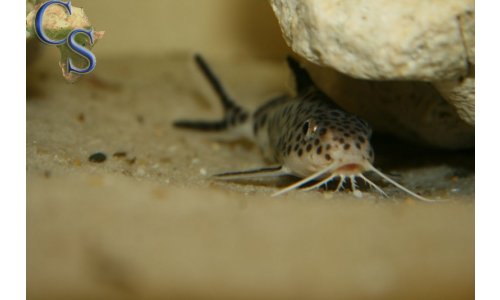 Synodontis petricola